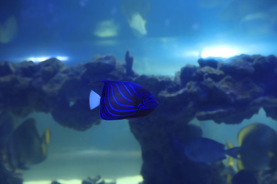 Blue ring angelfish swimming in clear aquarium water