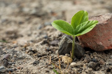 Photo of Green seedling growing in dry soil, space for text. Hope concept