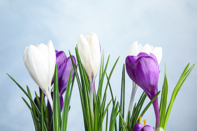 Photo of Beautiful crocus flowers on light blue background. Springtime