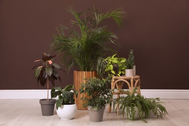 Different houseplants on floor near brown wall. Interior design