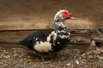 Photo of Big Muscovy duck near wooden fence in yard