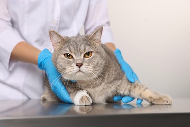 Veterinarian holding cute scottish straight cat with bandage on paw at table, closeup
