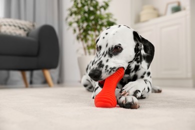 Photo of Adorable Dalmatian dog playing with toy indoors. Lovely pet