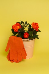 Photo of Gardening gloves and bucket with beautiful roses on yellow background