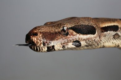 Photo of Brown boa constrictor on grey background, closeup
