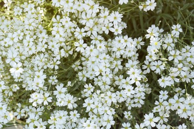 Photo of Beautiful white snow-in-summer flowers outdoors, top view