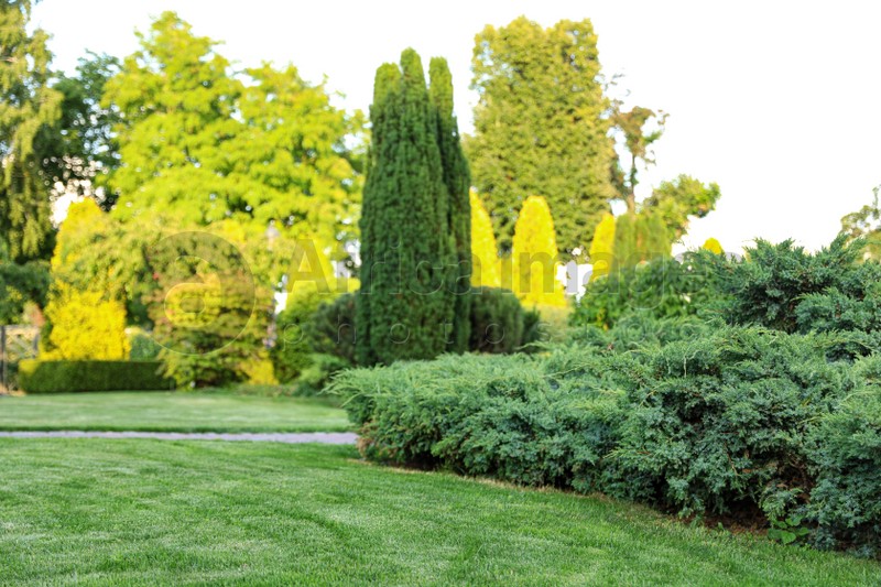 Photo of Beautiful landscape with green bushes in garden on sunny day