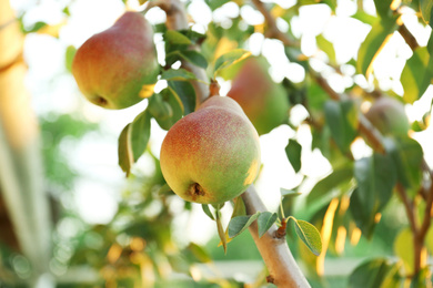 Photo of Pear tree with ripe fruits in garden, closeup