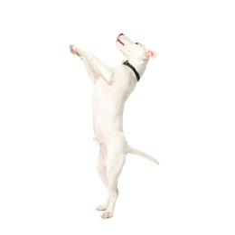 Photo of Cute Jack Russel Terrier on white background. Lovely dog