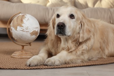 Cute golden retriever lying near globe on floor at home. Travelling with pet