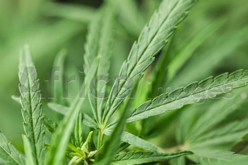 Green organic hemp on blurred background, closeup