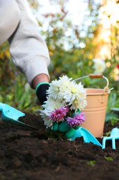 Photo of Woman transplanting flowers into fresh soil in garden, closeup