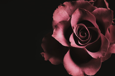 Beautiful rose on black background, closeup. Floral card design with dark vintage effect
