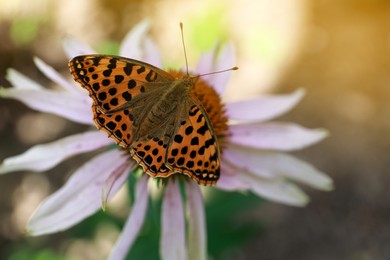 Beautiful butterfly on pink Echinacea flower outdoors, closeup