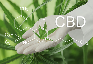 Scientist with hemp plant leaf on green background, closeup. CBD formula