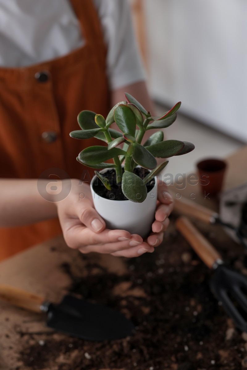 Woman holding pot with beautiful houseplant indoors, closeup