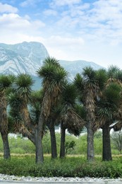 Photo of Beautiful green yucca brevifolia trees growing outdoors