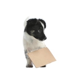 Cute little dog with blank cardboard sign on white background. Homeless pet