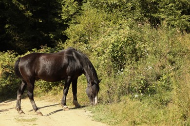 Dark bay horse near forest on sunny day. Lovely pet