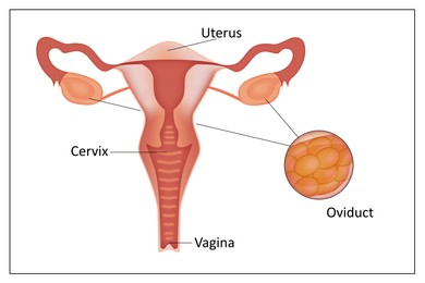 Illustration of female reproductive system on white background