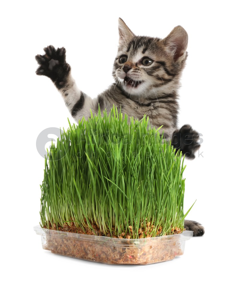 Adorable kitten and plastic container with fresh green grass on white background