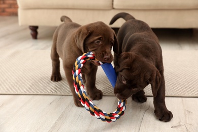 Chocolate Labrador Retriever puppies with toy indoors
