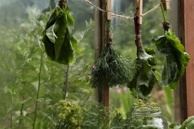 Bunches of fresh green herbs hanging on twine near window indoors