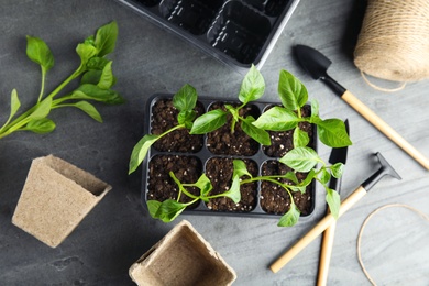 Photo of Flat lay composition with vegetable seedlings in plastic tray on grey table