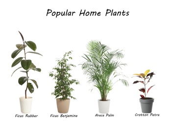 Image of Set of popular house plants on white background