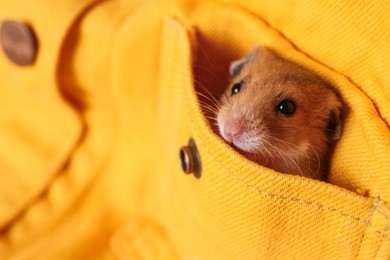 Cute little hamster in pocket of yellow shirt, closeup. Space for text
