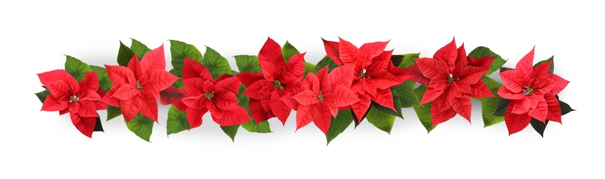 Christmas traditional Poinsettia flowers on white background, top view. Banner design 