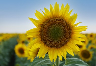 Photo of Beautiful blooming sunflower in field on summer day, closeup