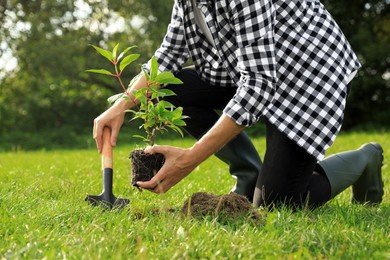Photo of Man planting young green tree in garden, closeup