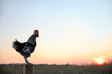 Photo of Big domestic rooster on wooden stand at sunrise, space for text. Morning time