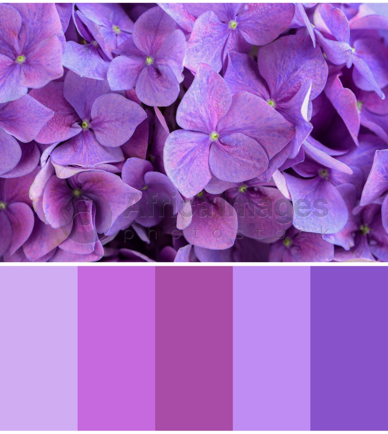 Color palette appropriate to photo of beautiful bright hortensia flowers, closeup