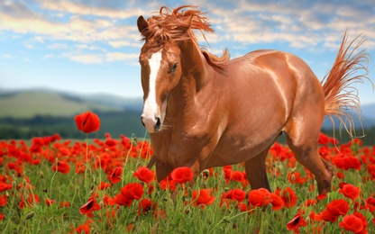 Image of Beautiful chestnut horse running in poppy field near mountains