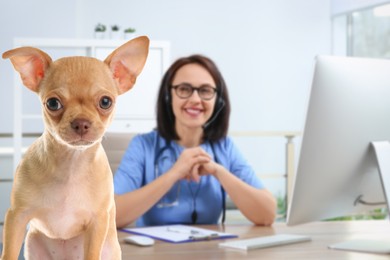 Veterinarian doc with adorable dog in clinic