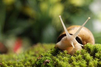Photo of Common garden snail crawling on green moss outdoors, closeup