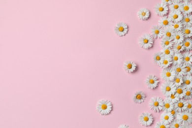 Many beautiful daisy flowers on pink background, flat lay. Space for text