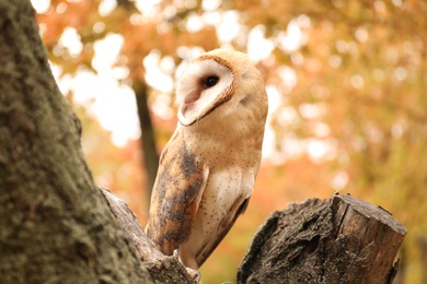 Photo of Beautiful common barn owl on tree outdoors
