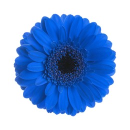 Beautiful blue gerbera flower on white background