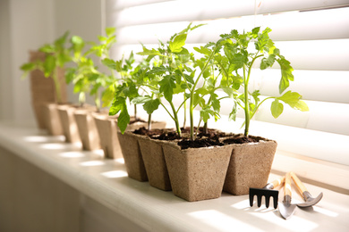 Photo of Gardening tools and green tomato seedlings in peat pots on white windowsill indoors
