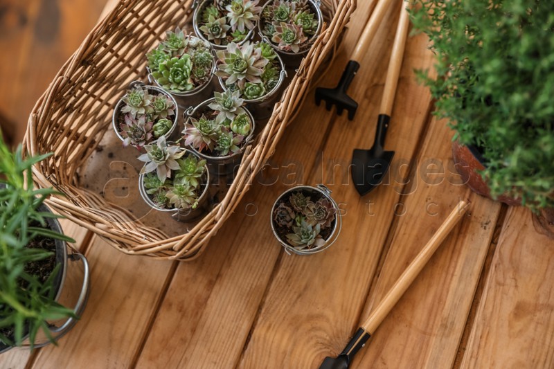 Photo of Composition with home plants and gardening tools on wooden table, above view