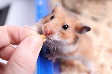 Owner feeding cute little hamster in tray, closeup