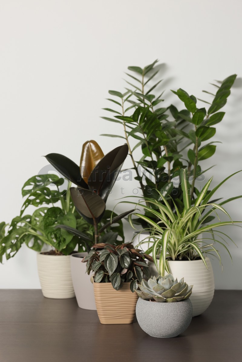 Many different beautiful house plants on wooden table near white wall