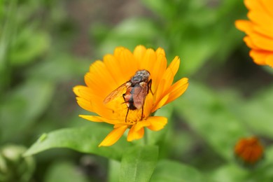 Beautiful blooming calendula flower with insect outdoors, closeup