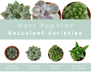 Most popular succulent varieties. Houseplants and names on white background, top view