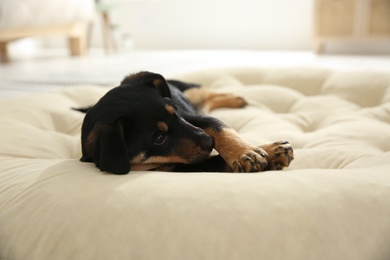 Photo of Cute little puppy lying on soft pillow indoors