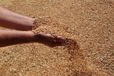 Man holding wheat over grains, closeup view