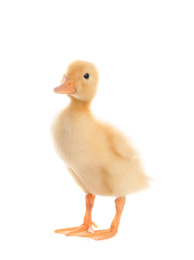 Cute fluffy baby duckling on white background